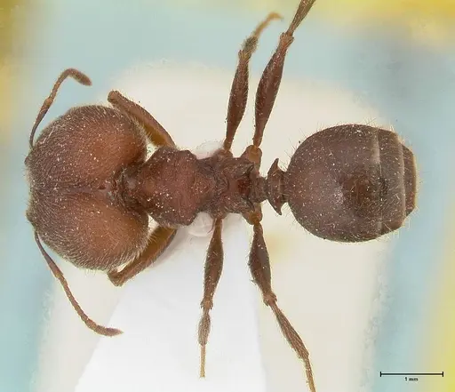 Pheidole njassae specimen FOCOL0507 image focol0507_1