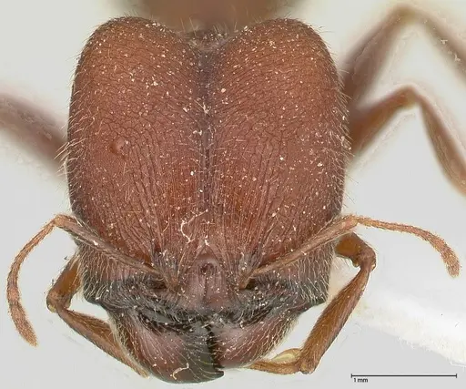 Pheidole njassae specimen FOCOL0507 image focol0507_2
