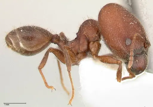 Pheidole njassae specimen FOCOL0507 image focol0507_3