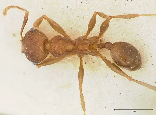 Pheidole njassae specimen FOCOL0508 image focol0508_1