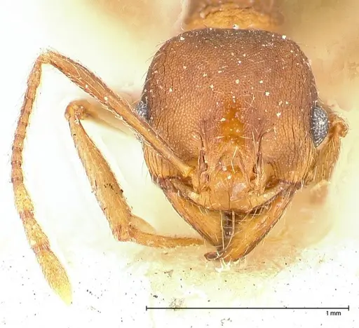 Pheidole njassae specimen FOCOL0508 image focol0508_2