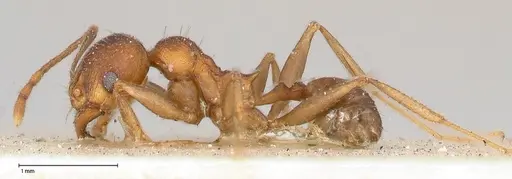 Pheidole njassae specimen FOCOL0508 image focol0508_3