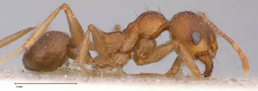 Pheidole njassae specimen FOCOL0508 image focol0508_4