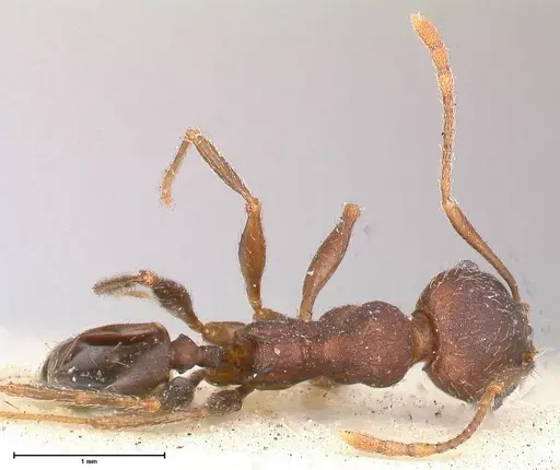 Pheidole njassae specimen FOCOL0509 image focol0509_1