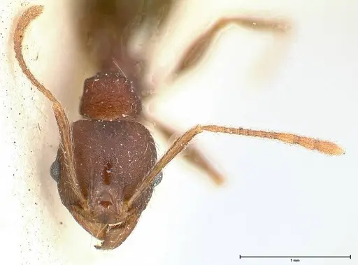 Pheidole njassae specimen FOCOL0509 image focol0509_2