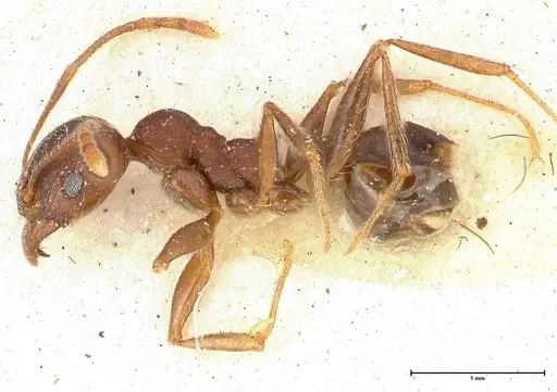 Pheidole njassae specimen FOCOL0509 image focol0509_3
