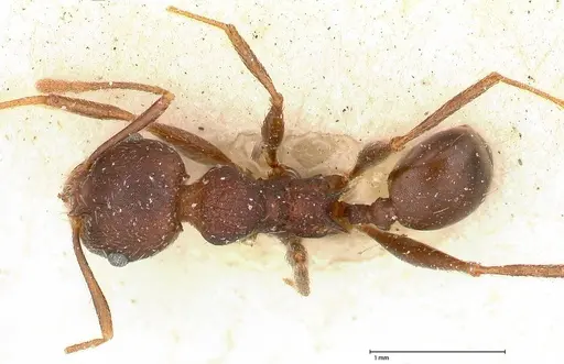 Pheidole njassae specimen FOCOL0510 image focol0510_1