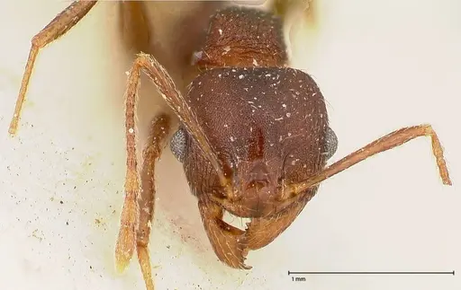 Pheidole njassae specimen FOCOL0510 image focol0510_2