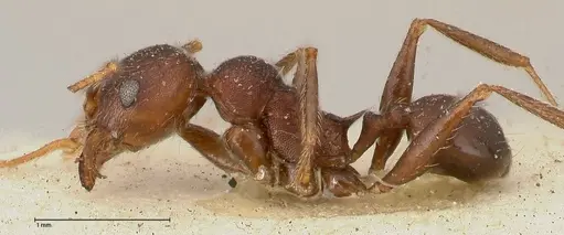 Pheidole njassae specimen FOCOL0510 image focol0510_3