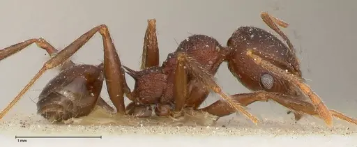 Pheidole njassae specimen FOCOL0510 image focol0510_4