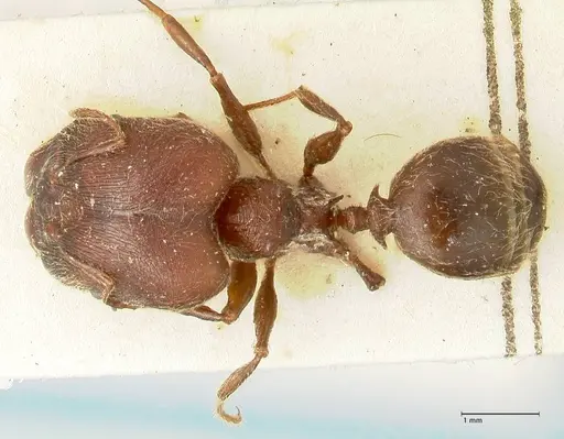 Pheidole njassae specimen FOCOL1339 image focol1339_1