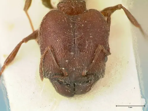 Pheidole njassae specimen FOCOL1339 image focol1339_2