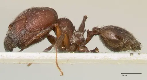 Pheidole njassae specimen FOCOL1339 image focol1339_3