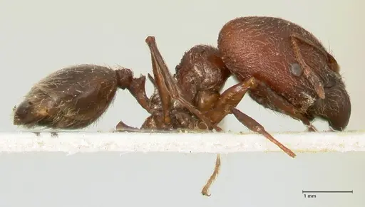 Pheidole njassae specimen FOCOL1339 image focol1339_4