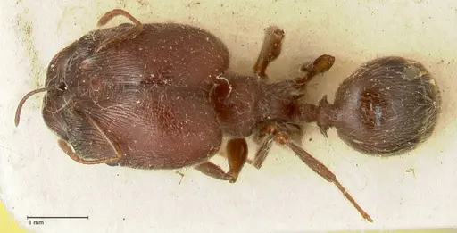 Pheidole njassae specimen FOCOL1340 image focol1340_1