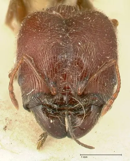 Pheidole njassae specimen FOCOL1340 image focol1340_2