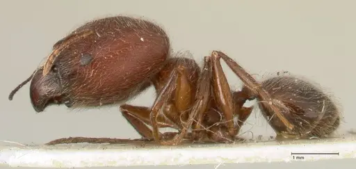 Pheidole njassae specimen FOCOL1340 image focol1340_3