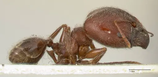 Pheidole njassae specimen FOCOL1340 image focol1340_4