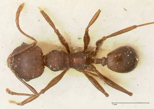 Pheidole njassae specimen FOCOL1341 image focol1341_1