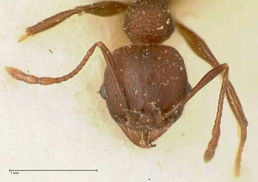 Pheidole njassae specimen FOCOL1341 image focol1341_2