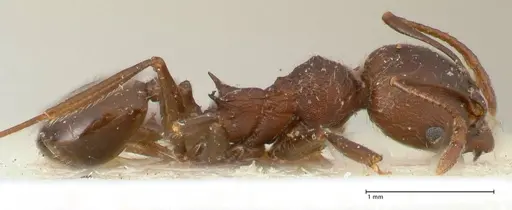 Pheidole njassae specimen FOCOL1341 image focol1341_4
