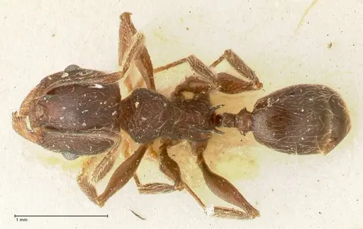 Pheidole njassae specimen FOCOL1342 image focol1342_1