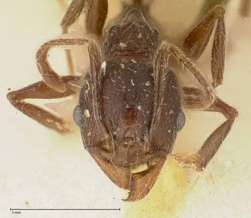 Pheidole njassae specimen FOCOL1342 image focol1342_2