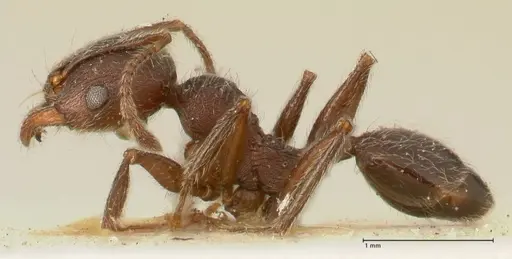 Pheidole njassae specimen FOCOL1342 image focol1342_3