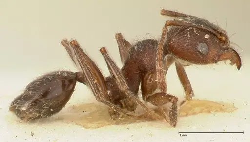 Pheidole njassae specimen FOCOL1342 image focol1342_4