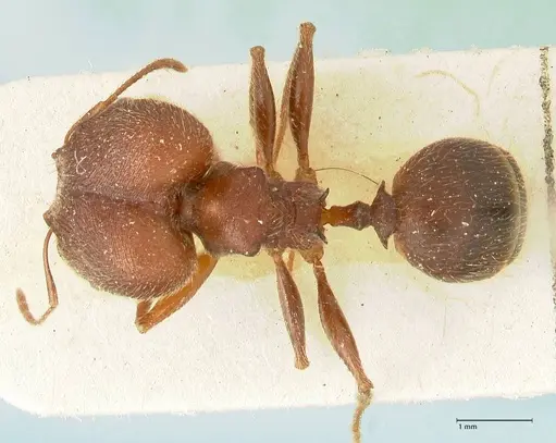 Pheidole njassae specimen FOCOL1343 image focol1343_1