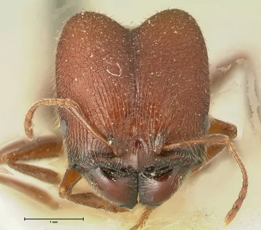 Pheidole njassae specimen FOCOL1343 image focol1343_2