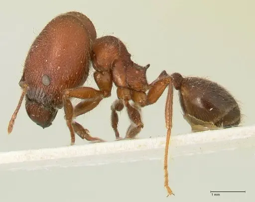 Pheidole njassae specimen FOCOL1343 image focol1343_3