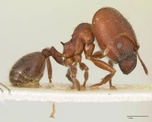 Pheidole njassae specimen FOCOL1343 image focol1343_4