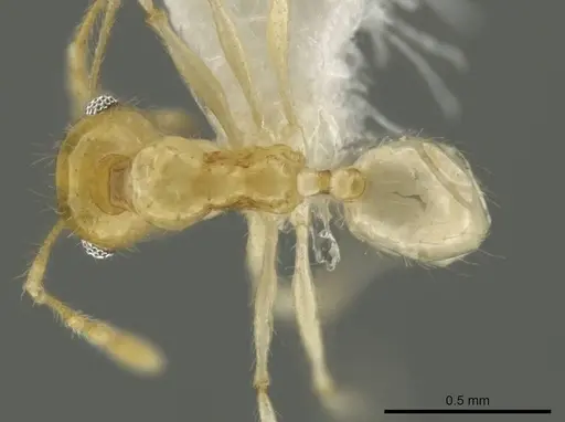 Pheidole noar specimen CASENT0645838 image casent0645838_1