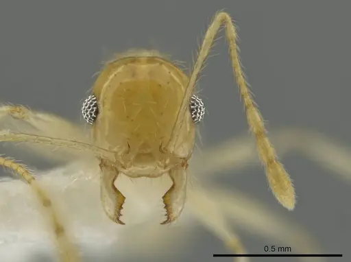 Pheidole noar specimen CASENT0645838 image casent0645838_2