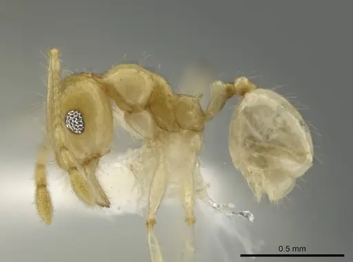 Pheidole noar specimen CASENT0645838 image casent0645838_3