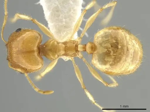 Pheidole noar specimen JTLC000016472 image jtlc000016472_1