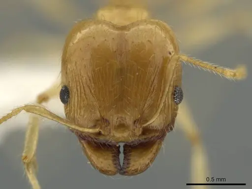 Pheidole noar specimen JTLC000016472 image jtlc000016472_2