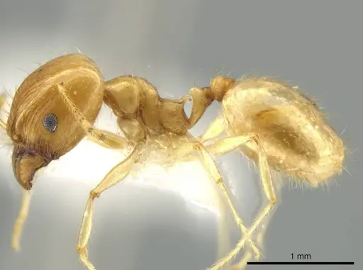 Pheidole noar specimen JTLC000016472 image jtlc000016472_3