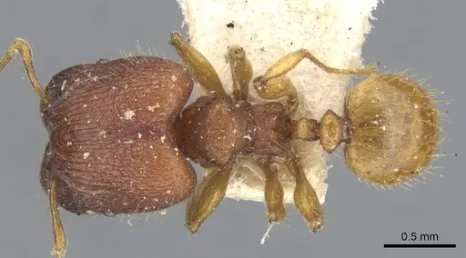 Pheidole nodgii specimen CASENT0904237 image casent0904237_1