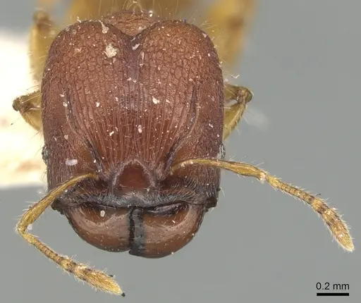 Pheidole nodgii specimen CASENT0904237 image casent0904237_2