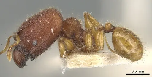 Pheidole nodgii specimen CASENT0904237 image casent0904237_3