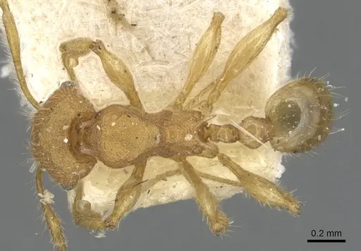 Pheidole nodgii specimen CASENT0904238 image casent0904238_1