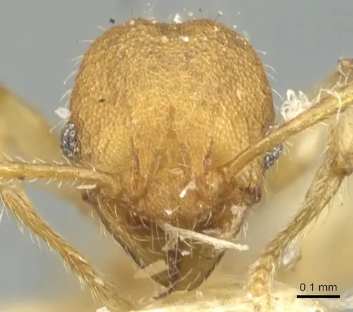 Pheidole nodgii specimen CASENT0904238 image casent0904238_2