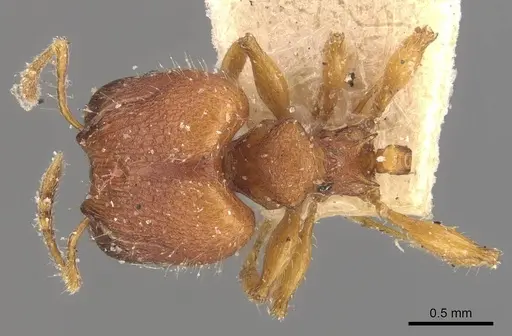 Pheidole nodgii specimen CASENT0907979 image casent0907979_1