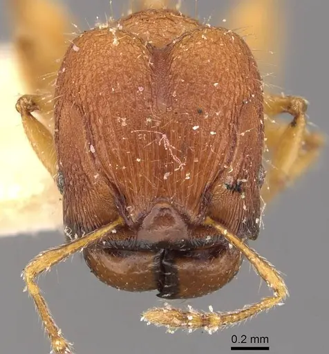 Pheidole nodgii specimen CASENT0907979 image casent0907979_2
