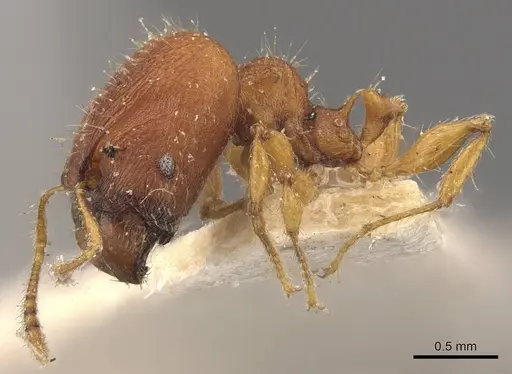 Pheidole nodgii specimen CASENT0907979 image casent0907979_3