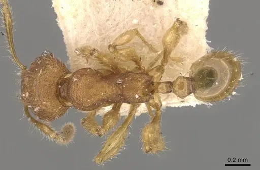 Pheidole nodgii specimen CASENT0907980 image casent0907980_1