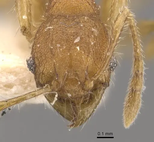 Pheidole nodgii specimen CASENT0907980 image casent0907980_2