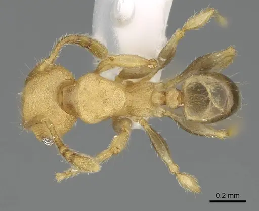 Pheidole nodgii specimen CASENT0919938 image casent0919938_1